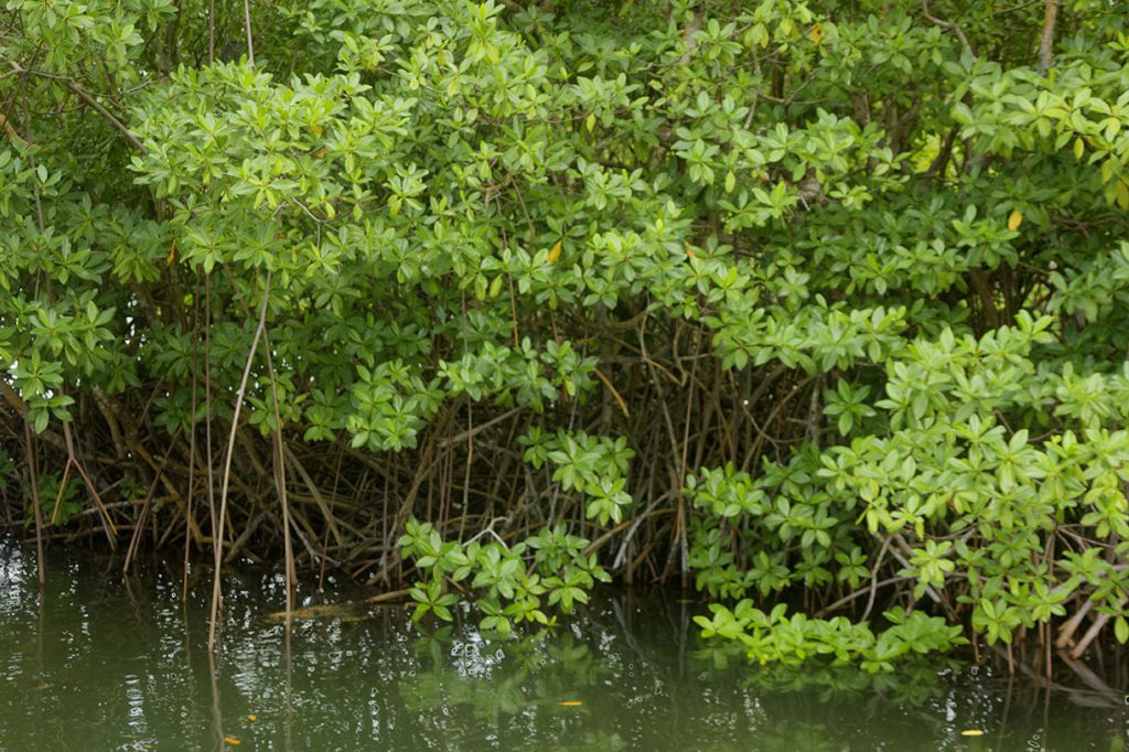 Salt River Marina Red Mangrove