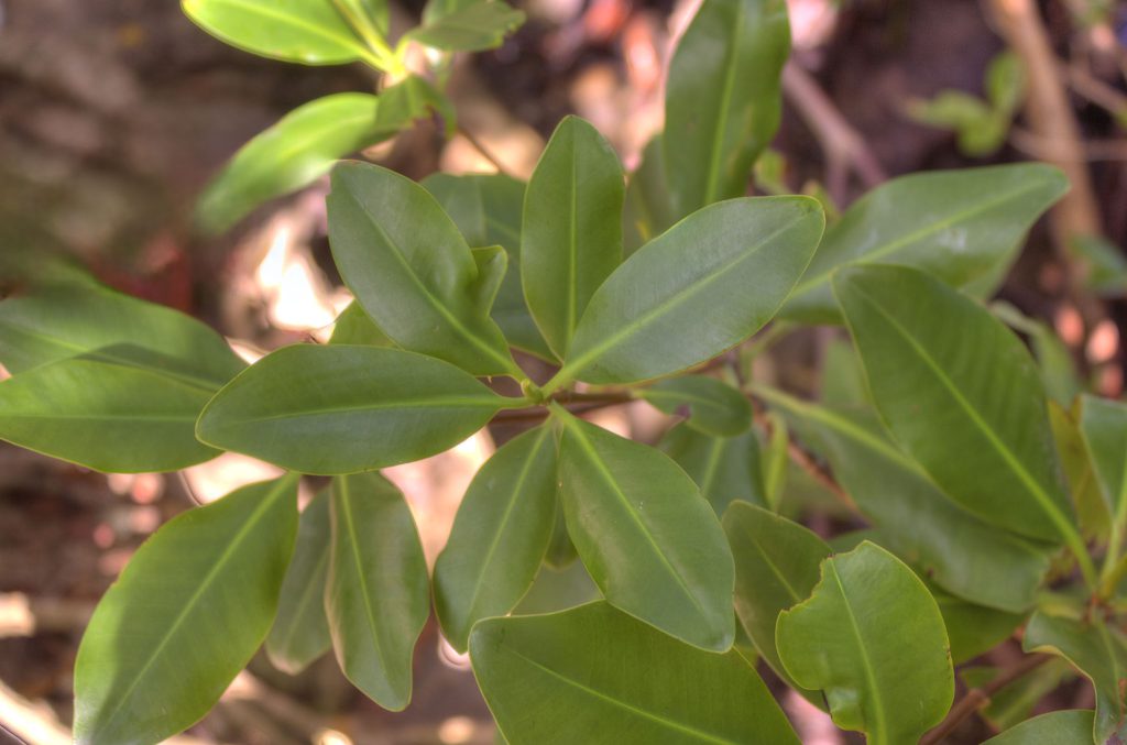 Black Mangrove, Salt River