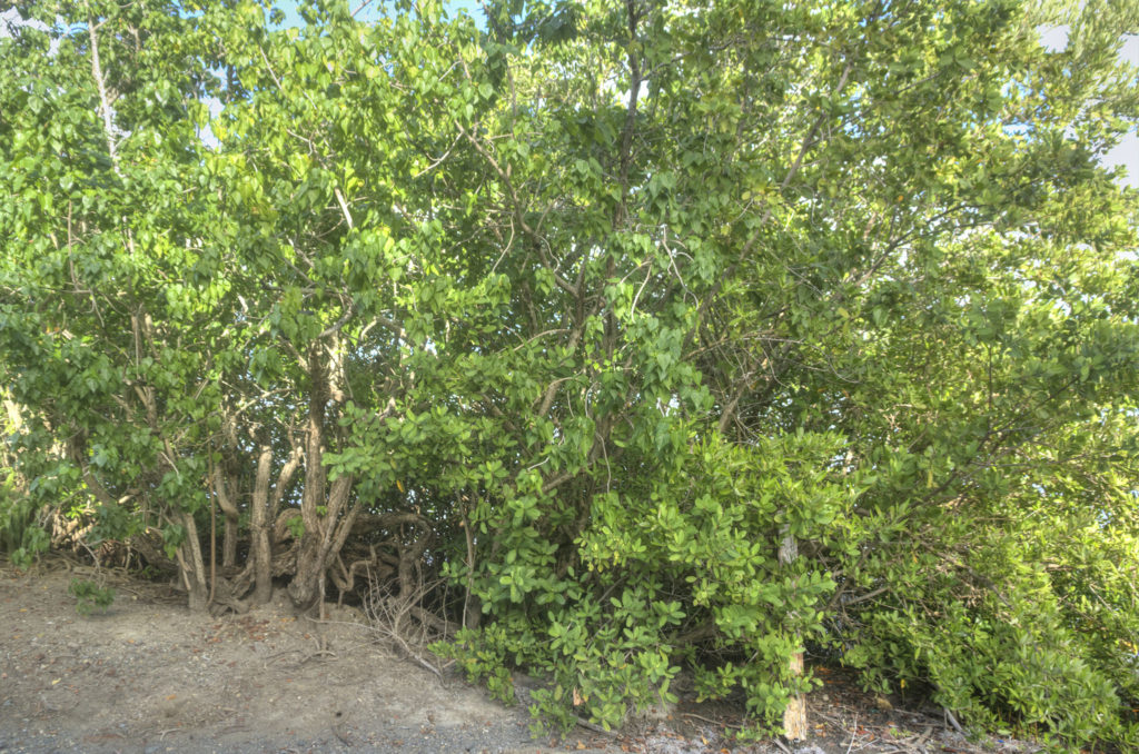 Salt River Bank, White & Black Mangrove
