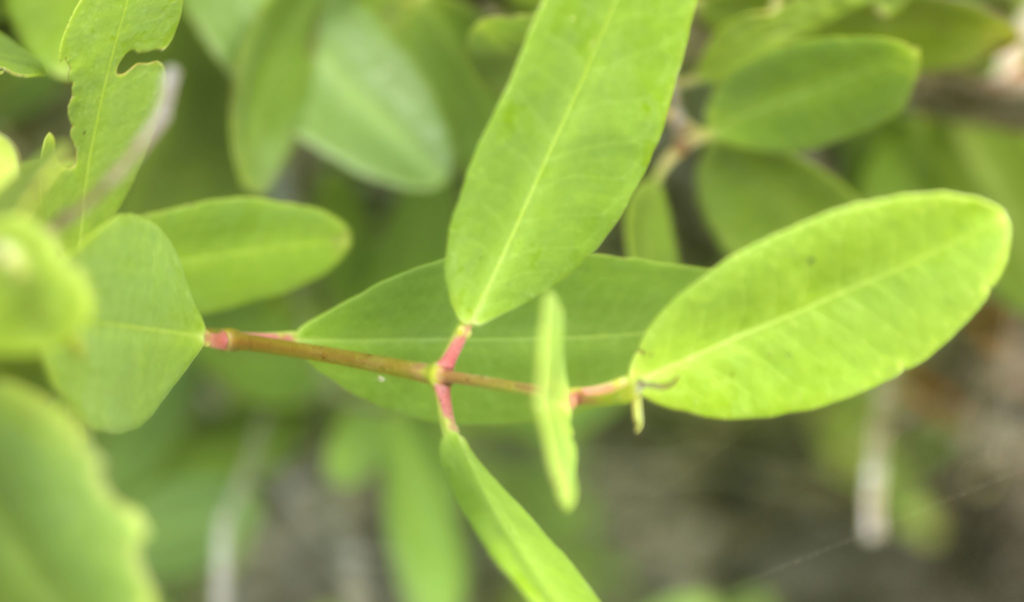 White Mangrove Salt Glands, Salt River