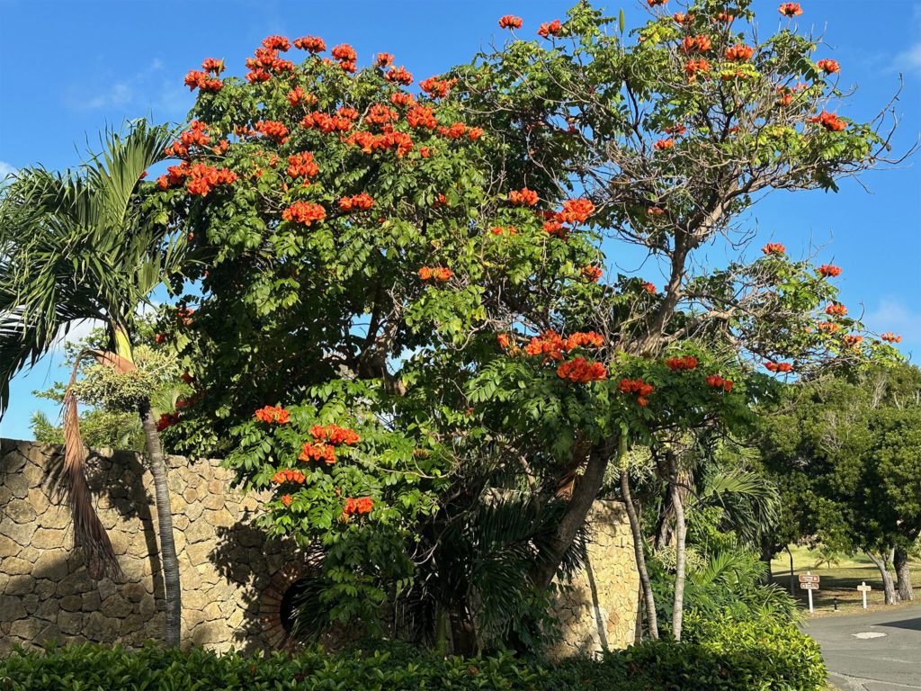 African Tulip Buccaneer Hotel
