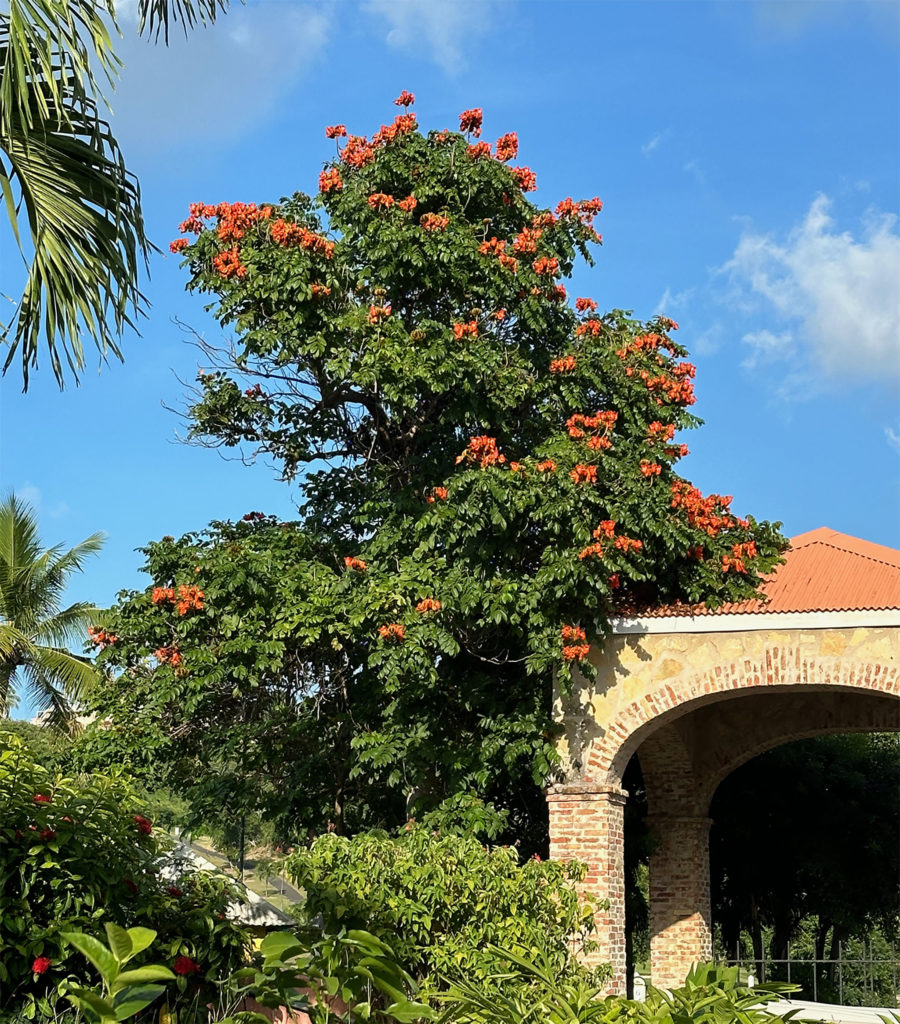 African Tulip Buccaneer Hotel