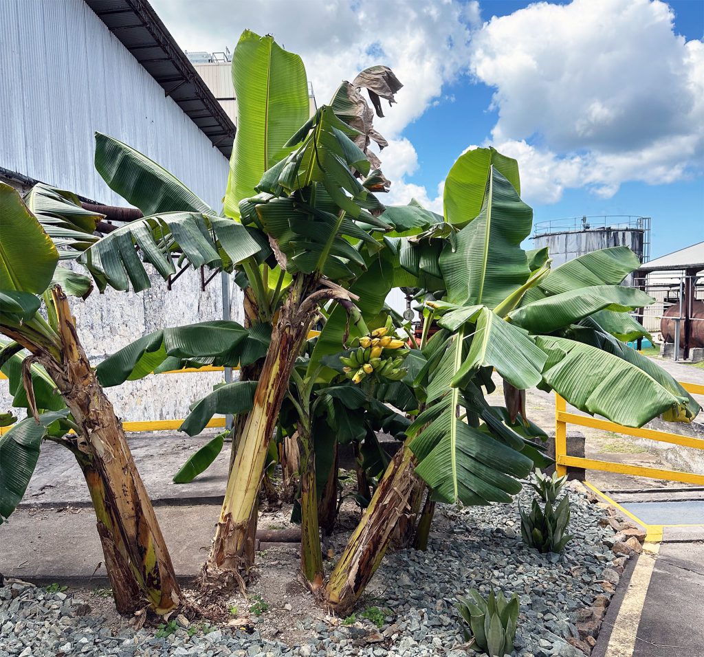 Cruzan Rum Factory Banana Fig