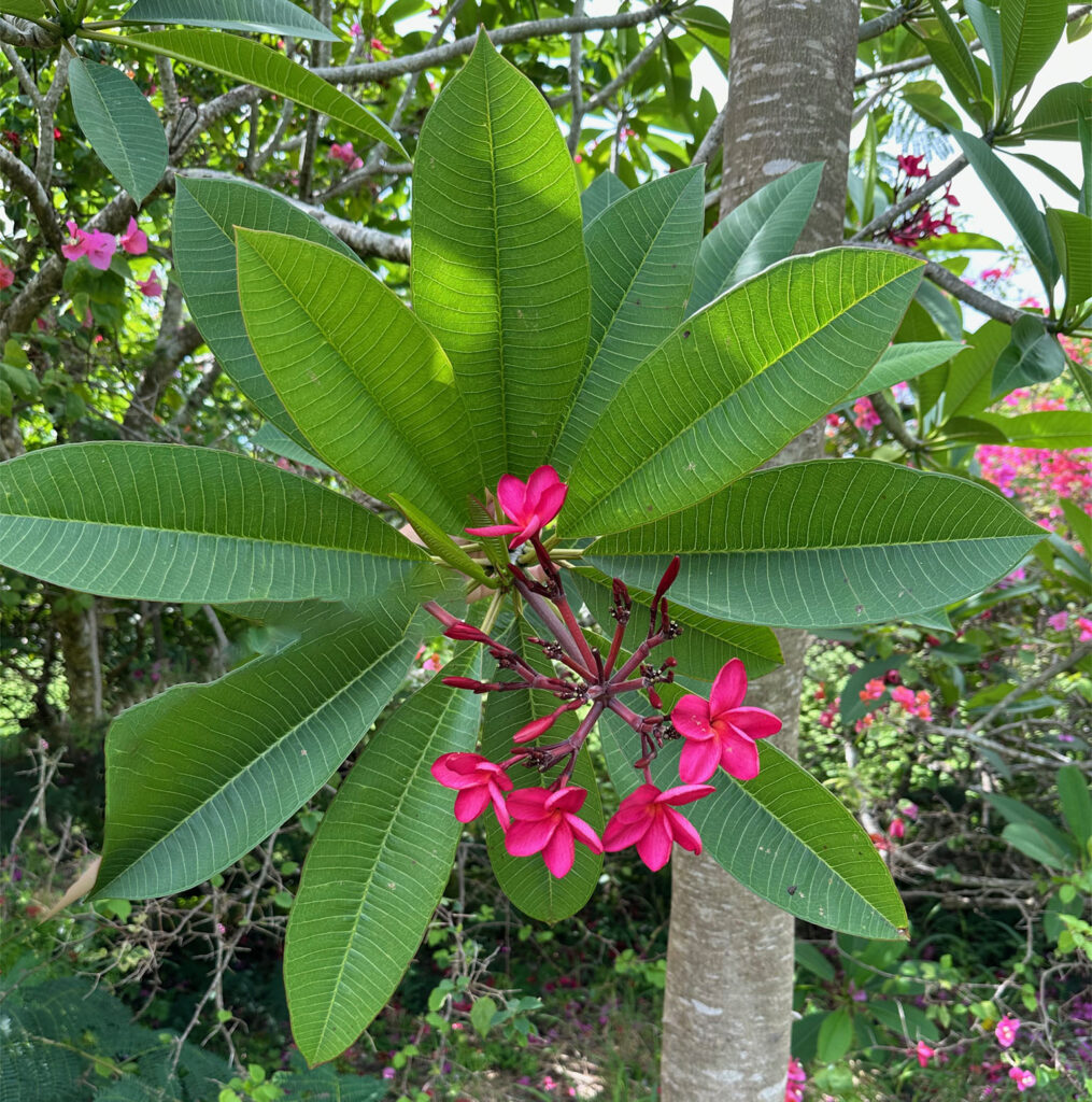 Red Frangipani - Mid Island
