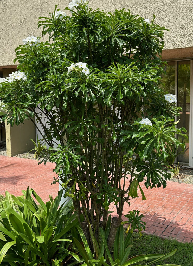 White Frangipani at JFL Hospital