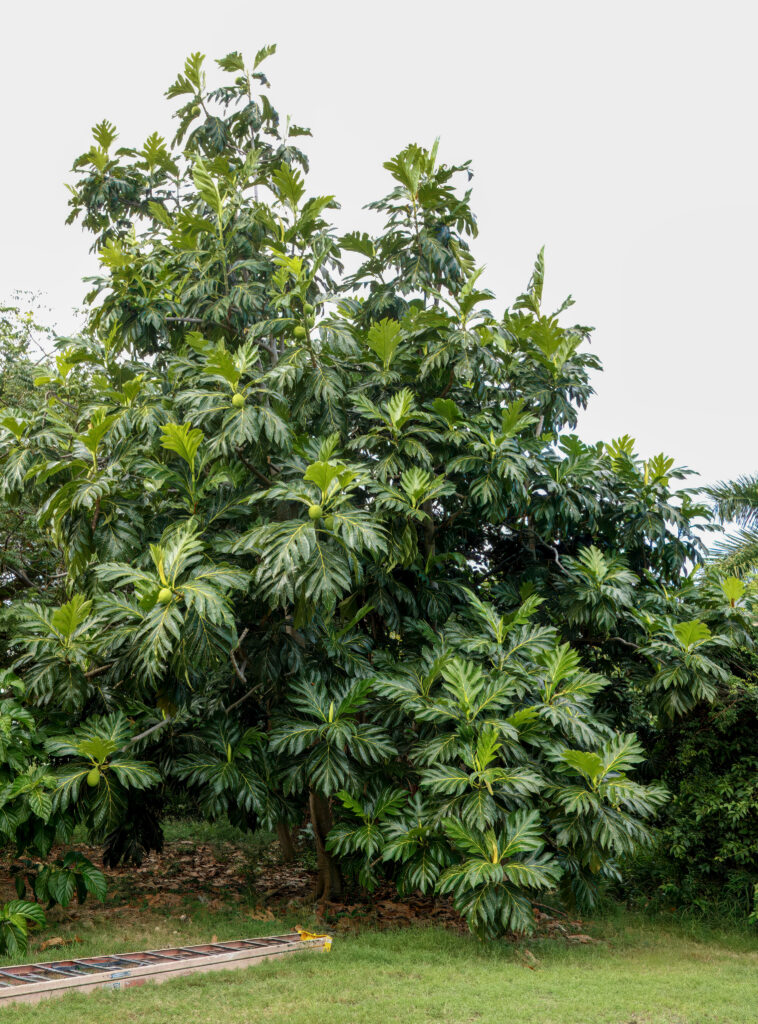 Breadfruit Tree, Sylvies Place