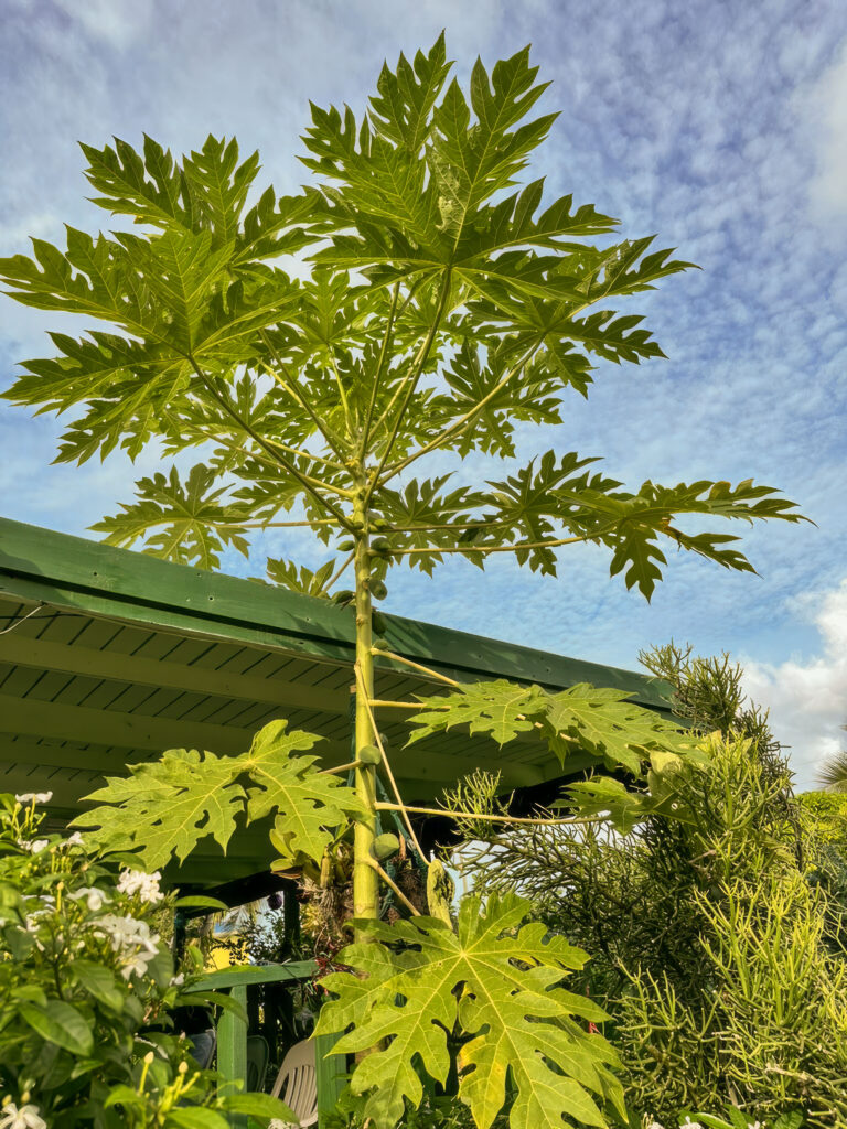 Papaya Tree - Sylvies Place
