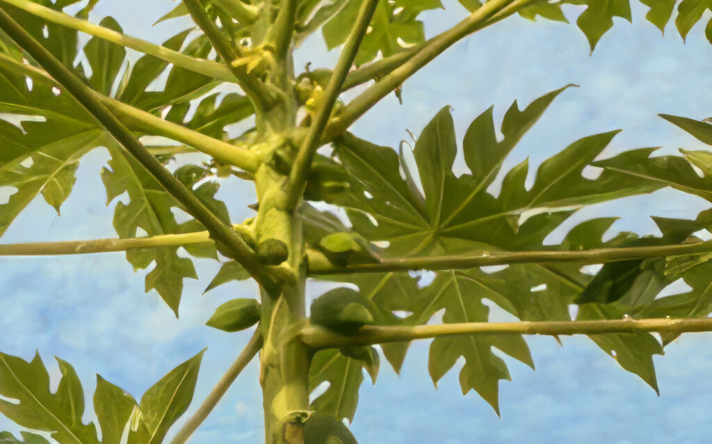 Papaya Tree - Sylvies Place