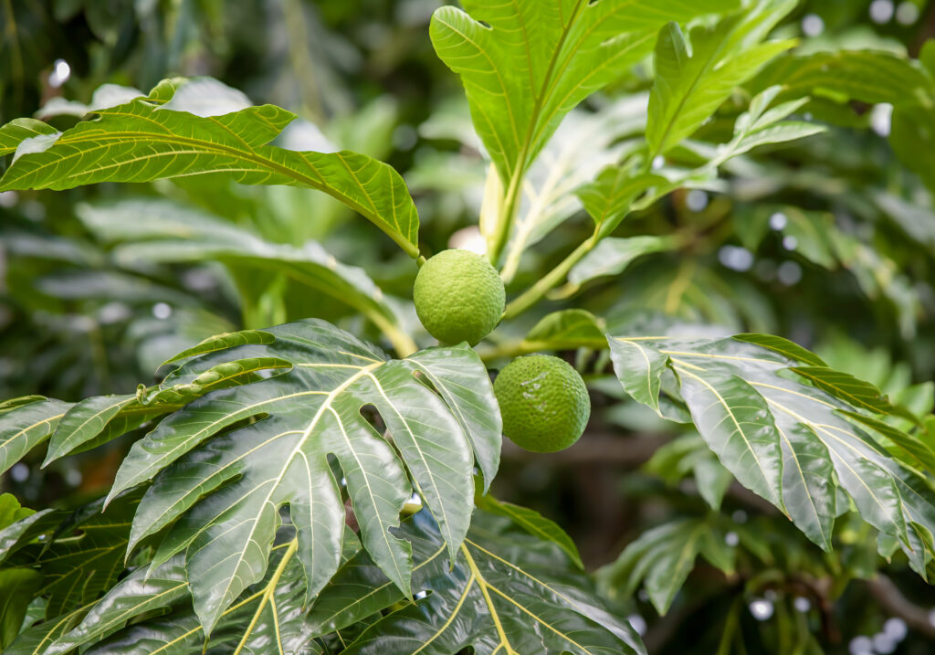 Breadfruit fruit, Sylvies Place