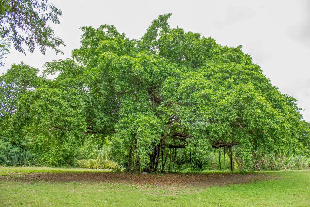 Strangler Fig Tree - St George Botanical